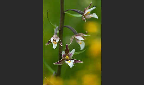 Sumpf-Sitter (Epipactis palustris)