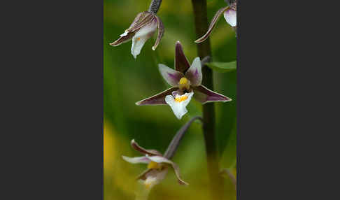 Sumpf-Sitter (Epipactis palustris)