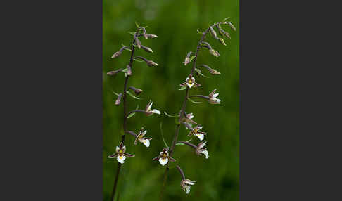 Sumpf-Sitter (Epipactis palustris)