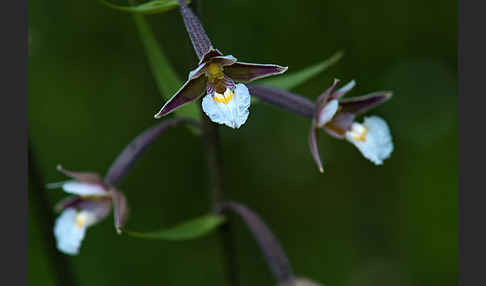 Sumpf-Sitter (Epipactis palustris)