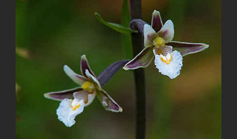 Sumpf-Sitter (Epipactis palustris)