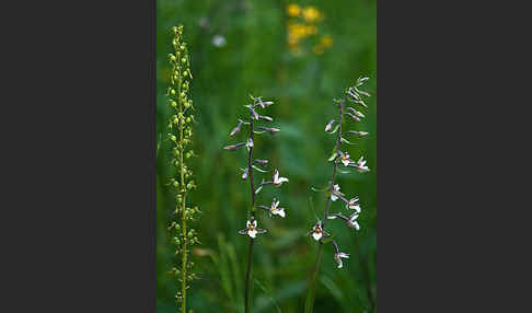 Sumpf-Sitter (Epipactis palustris)