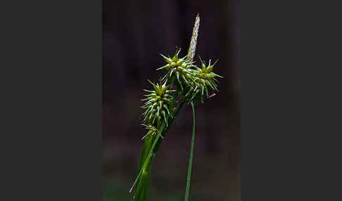 Gelb-Segge (Carex flava)