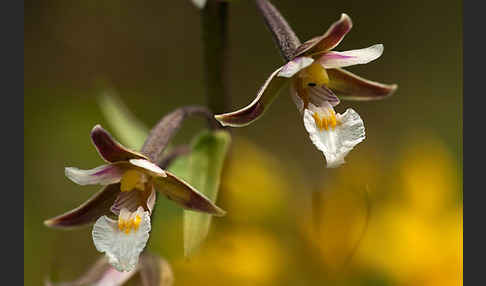 Sumpf-Sitter (Epipactis palustris)