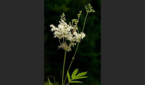 Echtes Mädesüß (Filipendula ulmaria)