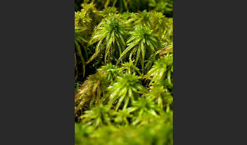 Torfmoos spec. (Sphagnum riparium)