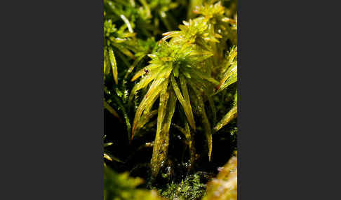 Torfmoos spec. (Sphagnum riparium)