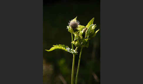 Kohl-Kratzdistel (Cirsium oleraceum)