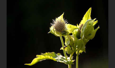 Kohl-Kratzdistel (Cirsium oleraceum)