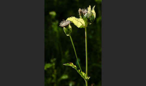 Kohl-Kratzdistel (Cirsium oleraceum)