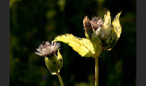 Kohl-Kratzdistel (Cirsium oleraceum)