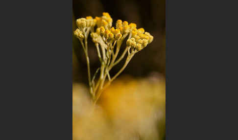 Sand-Strohblume (Helichrysum arenarium)