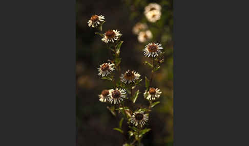 Kleine Eberwurz (Carlina vulgaris)