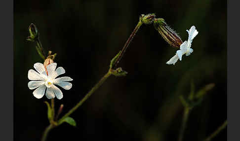 Weiße Lichtnelke (Silene latifolia)