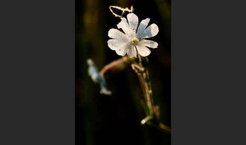 Weiße Lichtnelke (Silene latifolia)