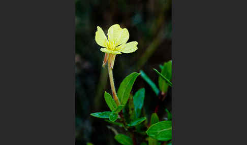 Nachtkerze (Oenothera spec.)