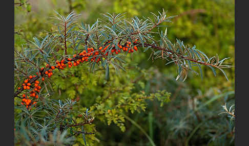 Sanddorn (Hippophae rhamnoides)