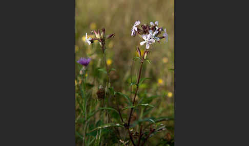 Echtes Seifenkraut (Saponaria officinalis)