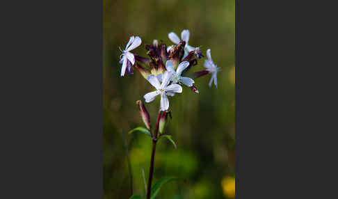 Echtes Seifenkraut (Saponaria officinalis)