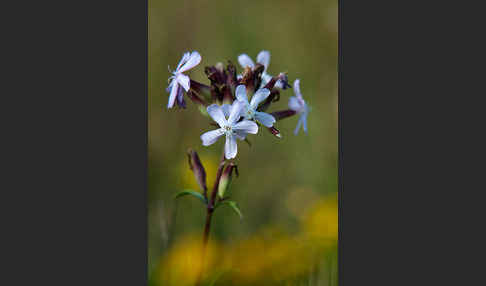 Echtes Seifenkraut (Saponaria officinalis)