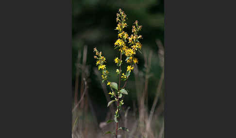 Echte Goldrute (Solidago virgaurea)