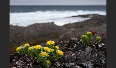 Rosenwurz (Rhodiola rosea)