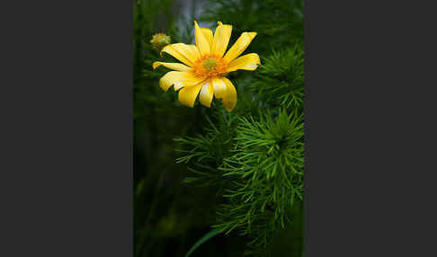 Frühlings-Adonisröschen (Adonis vernalis)