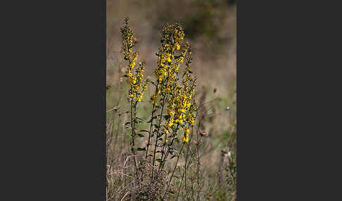 Echte Goldrute (Solidago virgaurea)