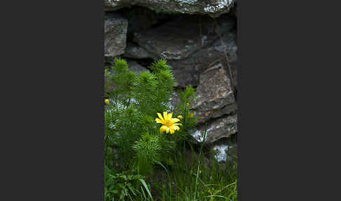 Frühlings-Adonisröschen (Adonis vernalis)