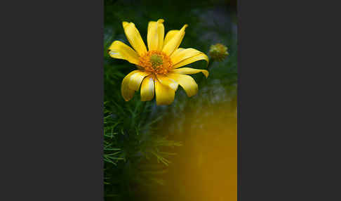 Frühlings-Adonisröschen (Adonis vernalis)