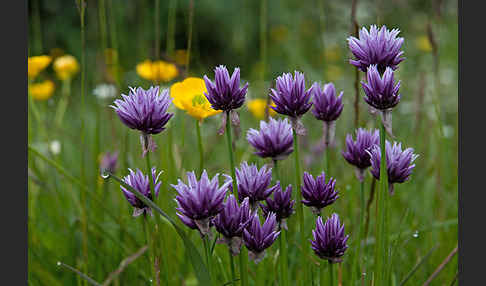 Alvar Schnitt-Lauch (Allium schoenoprasum var. Alvarense)