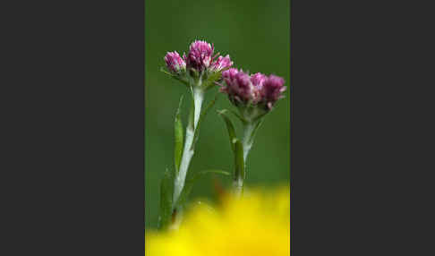 Gewöhnliches Katzenpfötchen (Antennaria dioica)