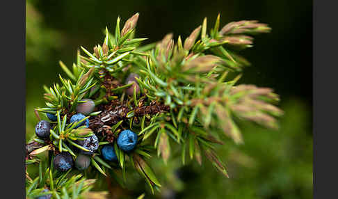 Gemeiner Wacholder (Juniperus communis)