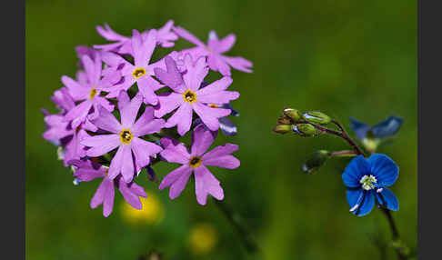 Mehlige Schlüsselblume (Primula farinosa)