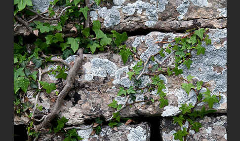 Efeu (Hedera helix)