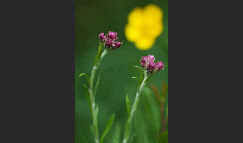 Gewöhnliches Katzenpfötchen (Antennaria dioica)