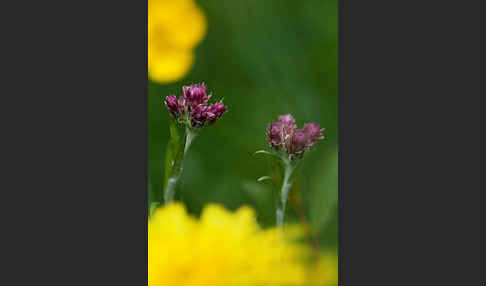 Gewöhnliches Katzenpfötchen (Antennaria dioica)