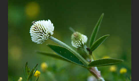 Berg-Klee (Trifolium montanum)
