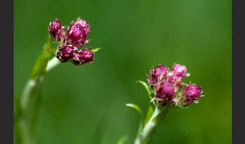 Gewöhnliches Katzenpfötchen (Antennaria dioica)