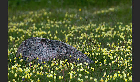 Gelbe Spargelerbse (Tetragonolobus maritimus)