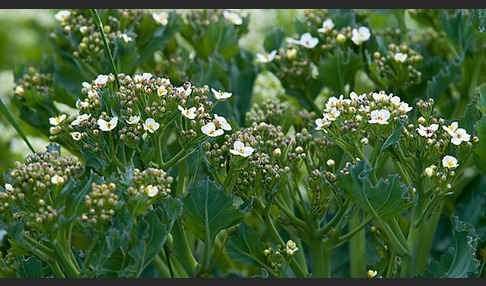 Meerkohl (Crambe maritima)