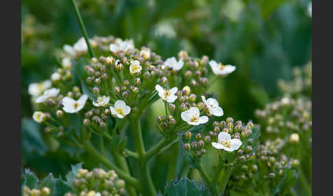 Meerkohl (Crambe maritima)