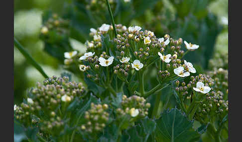 Meerkohl (Crambe maritima)