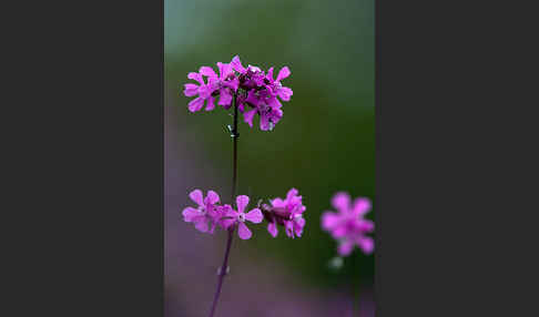 Gemeine Pechnelke (Lychnis viscaria)