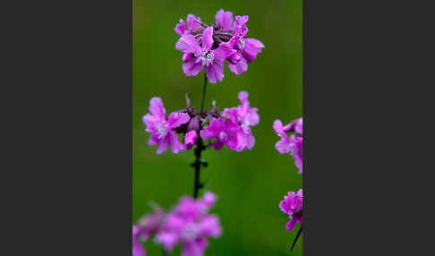 Gemeine Pechnelke (Lychnis viscaria)