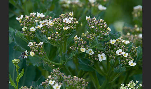 Meerkohl (Crambe maritima)