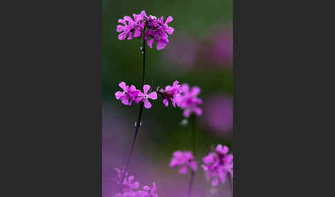 Gemeine Pechnelke (Lychnis viscaria)