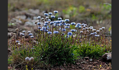 Gewöhnliche Kugelblume (Globularia punctata)