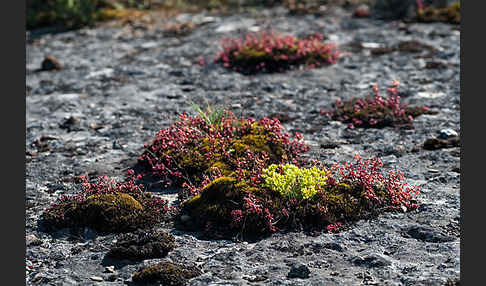 Mauerpfeffer (Sedum spec.)