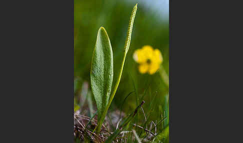 Gemeine Natternzunge (Ophioglossum vulgatum)